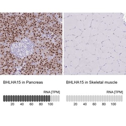 MIST1 Antibody, Novus Biologicals 0.1mL; Unlabeled:Antibodies, Polyclonal
